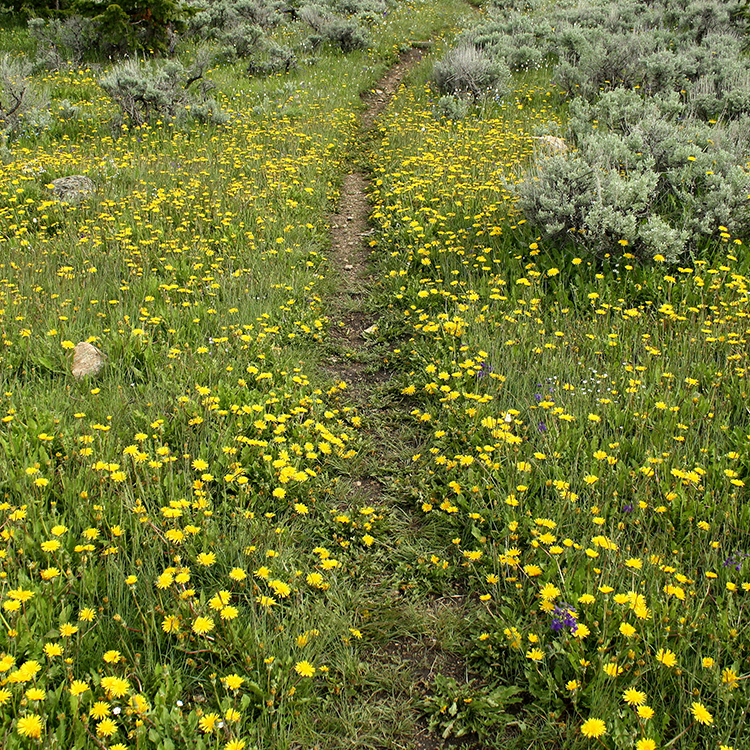 Wandeltherapie met Sylvie van Osch